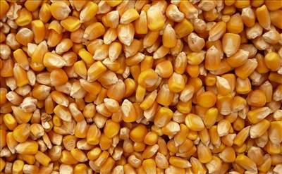 نهاده‌های دامی وارد شده و در حال توزیع است