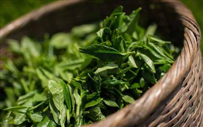سرطان سینه و خواص درمانی چای سبز  