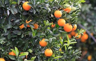 اعلام ضرب‌الاجل صادرات مرکبات به چین