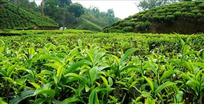 باغات چای گیلان جوان می‌شود