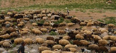 دام زیاد است خریدار نیست