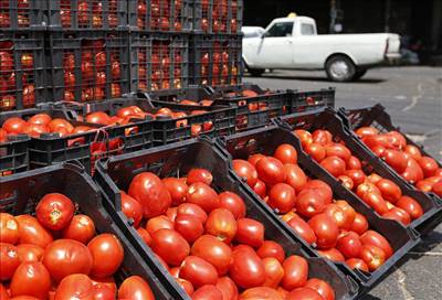 کاهش قیمت گوجه در میدان مرکزی تره‌بار