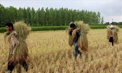 برنج ایرانی از سفره‌ها آب رفت