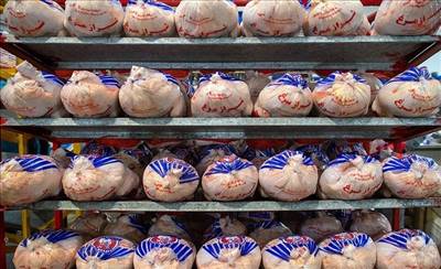 مرغ را کیلویی ۵۹۸۰۰ تومان بخرید